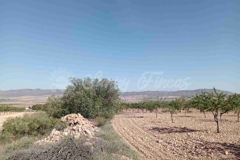 Helårsgrund i Yecla, Murcia, Yecla - € 300.000 | Ref: SF0504 - foto 18